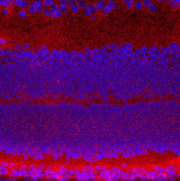 IF of a mouse retina labeled with DSHB antibody PCRP-JAZF1-1C1 against JAZF zinc finger 1 (red). Image credit: Lachke Lab, University of Delaware.